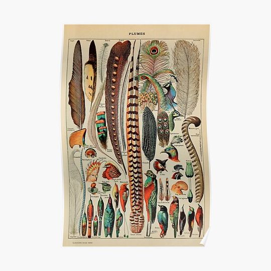 Discover Feathers (Plumes) Vintage French Poster by Adolphe Millot Premium Matte Vertical Poster