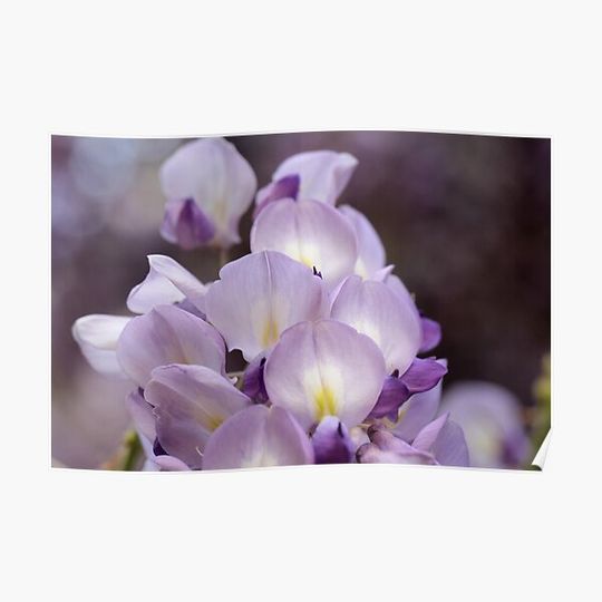 Discover Wisteria bloom Premium Matte Vertical Poster