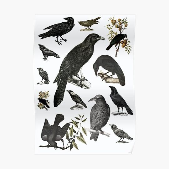 Discover Vintage Style Crows and Ravens Poster Premium Matte Vertical Poster