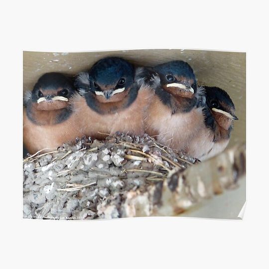 Discover Baby Barn Swallows Premium Matte Vertical Poster