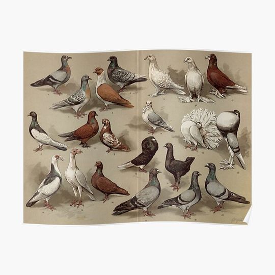 Discover Pigeon Breeds Chart Premium Matte Vertical Poster