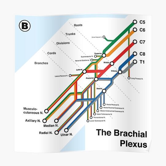 Discover Brachial Plexus Map Premium Matte Vertical Poster