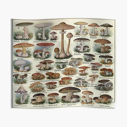 Discover Vintage Edible Mushroom Chart Premium Matte Vertical Poster