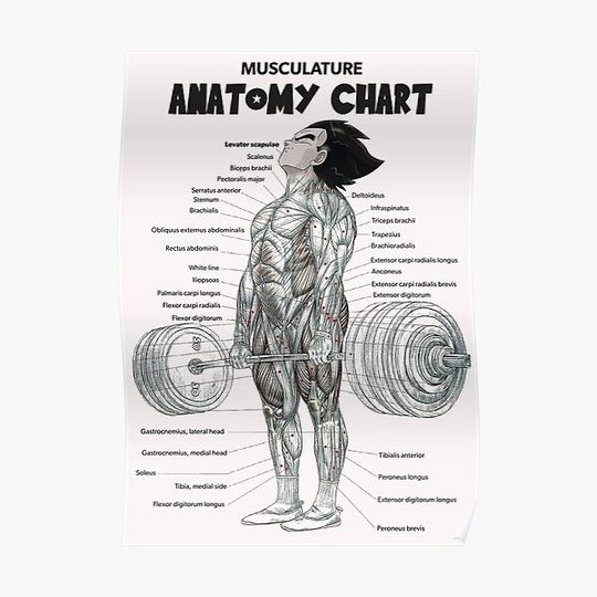 Discover Deadlift Muscle Chart - Anatomy Diagram - Anime Gym Motivational Premium Matte Vertical Poster
