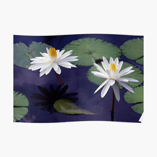 Discover Water Lilies Premium Matte Vertical Poster