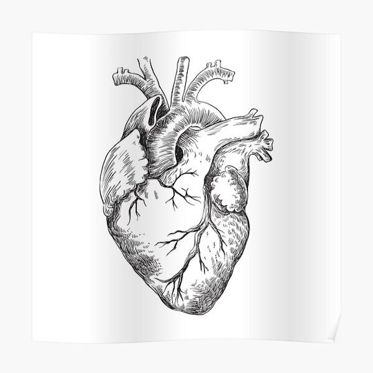 Discover Anatomical Heart Premium Matte Vertical Poster