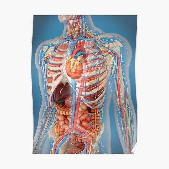 Discover Human body showing heart and main circulatory system position. Premium Matte Vertical Poster