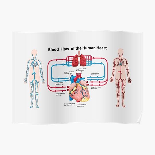 Discover blood flow of the human heart Premium Matte Vertical Poster