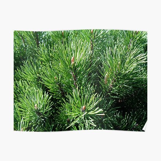 Discover Dwarf Mountain Pine Tree Poster