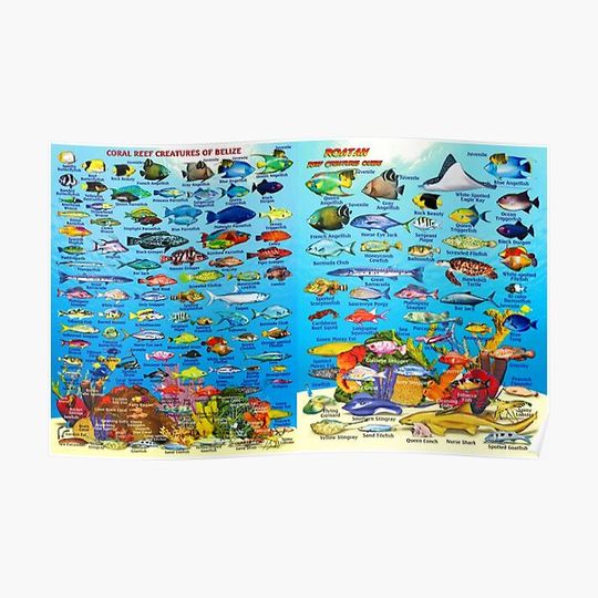 Discover Coral Reef Creatures of Belize & Roatan Chart Premium Matte Vertical Poster