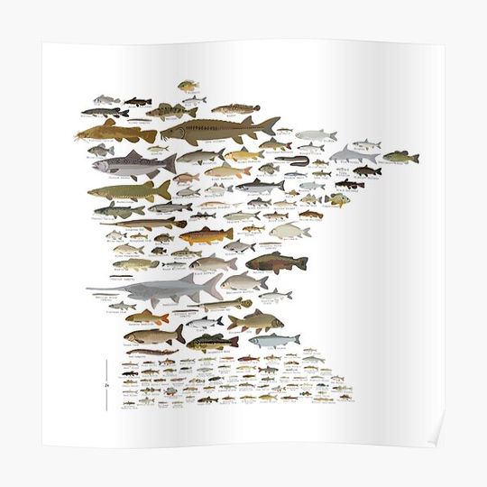 Discover Fishes of Minnesota Premium Matte Vertical Poster