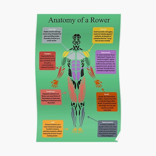 Discover Anatomy of a Rower Premium Matte Vertical Poster