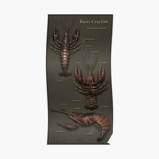 Discover Rusty Crayfish Premium Matte Vertical Poster