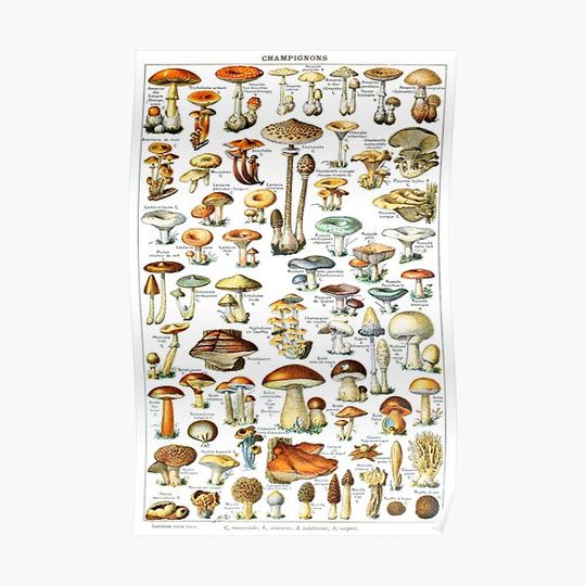 Discover Mushroom - Vintage Edible Mushroom Chart Premium Matte Vertical Poster