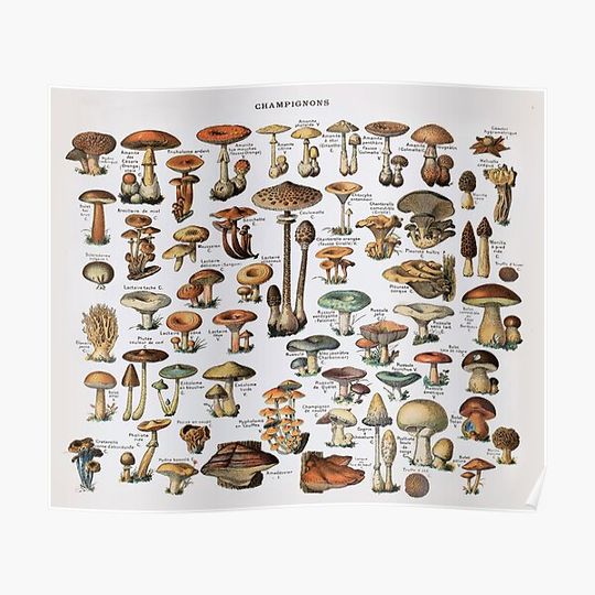Discover Vintage Edible Mushroom Chart Premium Matte Vertical Poster