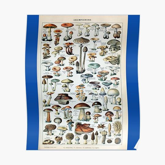 Discover Vintage Edible Mushroom Chart Premium Matte Vertical Poster