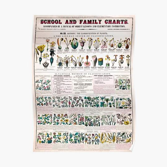 Discover Vintage botanical flowers plants poster. The classifications of plants (c1890) Poster Premium Matte Vertical Poster