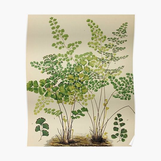 Discover Maidenhair Ferns Premium Matte Vertical Poster