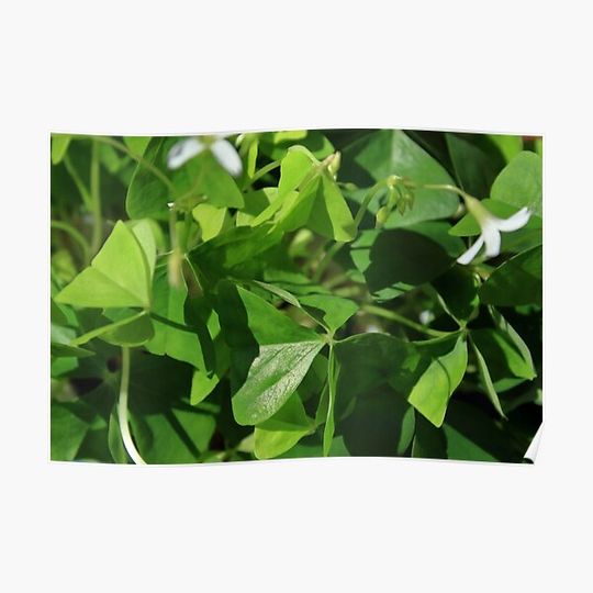 Discover False Shamrock Premium Matte Vertical Poster