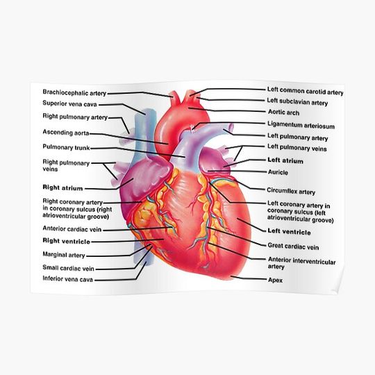 Discover anatomy of the heart Premium Matte Vertical Poster