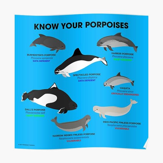 Discover Know Your Porpoises Premium Matte Vertical Poster