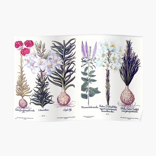 Discover Naturalist Lily Bulbs Premium Matte Vertical Poster