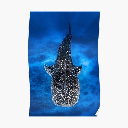 Discover Whale Shark Premium Matte Vertical Poster