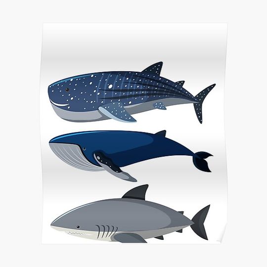 Discover Shark Species Biology Different Types Of Sharks Premium Matte Vertical Poster