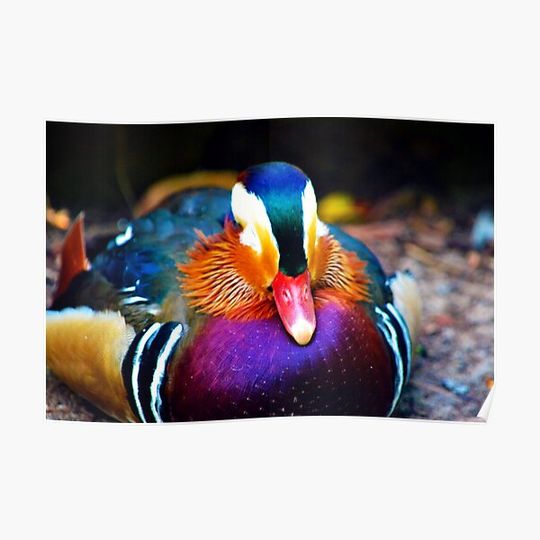 Discover Mandarin Duck Premium Matte Vertical Poster