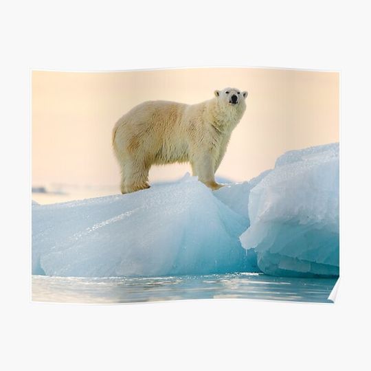 Discover Polar Bear Canvas, Polar Bear , Animal Premium Matte Vertical Posters