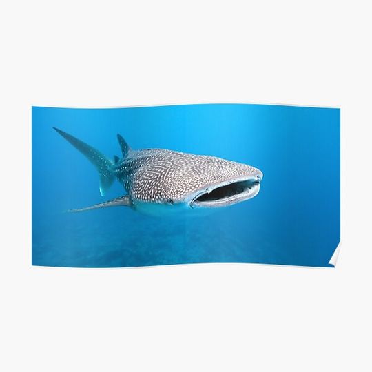 Discover Whale Shark Under Water Premium Matte Vertical Poster