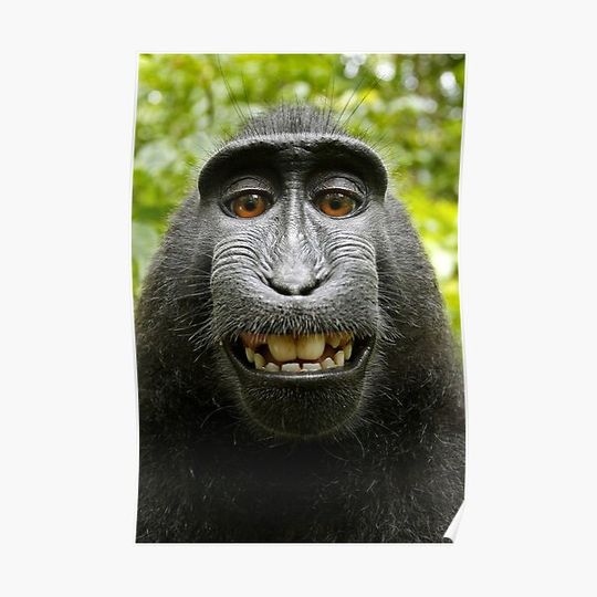 Discover Macaque Black Selfie Self Portrait Premium Matte Vertical Poster