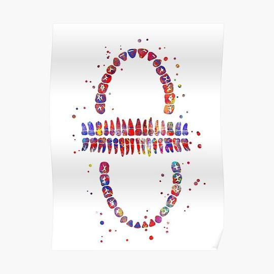 Discover Tooth chart, watercolor toot, anatomical teeth, human teeth anatomy Premium Matte Vertical Poster