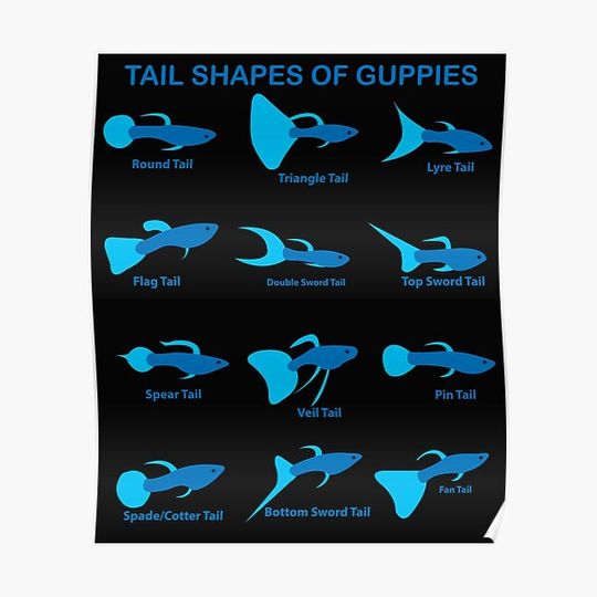 Discover Guppy Guppies Guppys Tail Shapes Breeds Sorts Aquarium Fish Premium Matte Vertical Poster