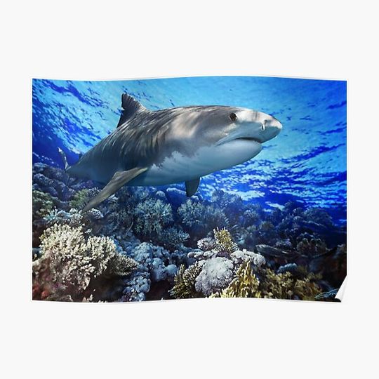 Discover TIGER SHARK Galeocerdo cuvier (POSTER VERSION) Premium Matte Vertical Poster