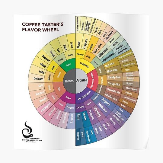 Discover Pop Chart Coffee Taster's Flavor Wheel Premium Matte Vertical Poster