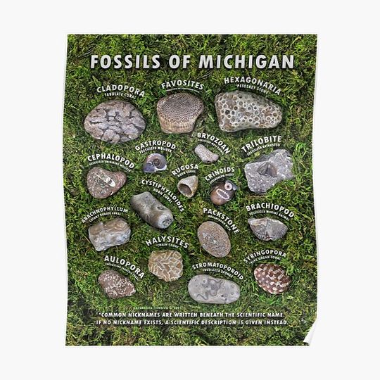Discover Common Fossils of Michigan Identification Guide Premium Matte Vertical Poster