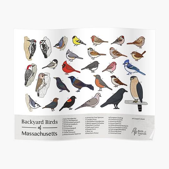 Discover Massachusetts - Backyard Birds of Massachusetts Field Guide Print - Bird Art Print - BirdsandFriends.co Premium Matte Vertical Poster