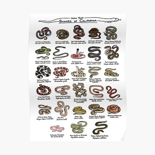 Discover Snakes of California Premium Matte Vertical Poster
