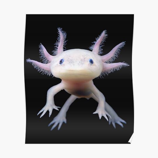 Discover Axolotl Premium Matte Vertical Poster