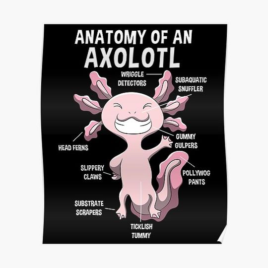 Discover Anatomy of a Axolotl teacher's gift Premium Matte Vertical Poster