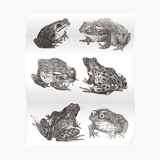Discover Frogs and Toads Vintage Illustration Premium Matte Vertical Poster