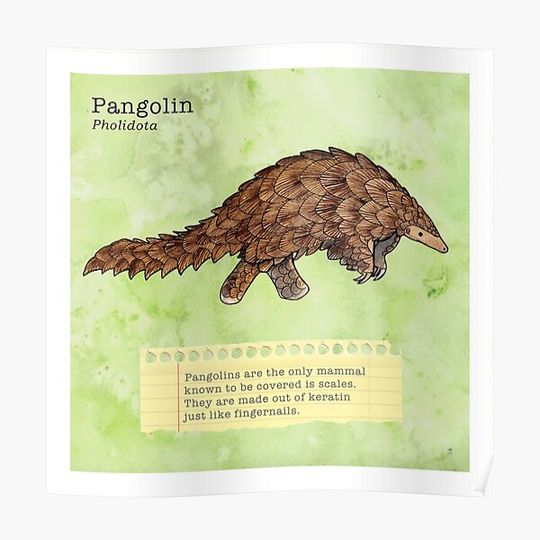 Discover Pangolin fact Premium Matte Vertical Poster