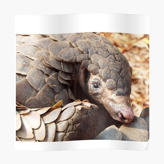 Discover pangolin lover, save the pangolins, endangered pangolin- pangolin Premium Matte Vertical Poster