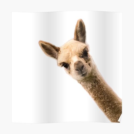 Discover Funny Llama Gear and Gifts for Animal Lovers