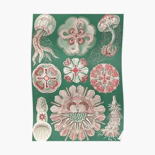 Discover Naturalist Sea Creatures Green Premium Matte Vertical Poster