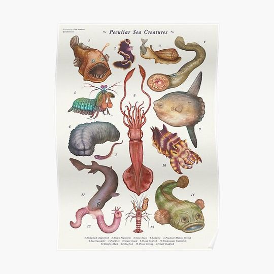 Discover Peculiar Sea Creatures Premium Matte Vertical Poster