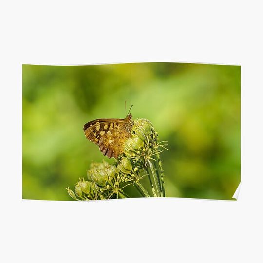 Discover Speckled Wood Butterfly Premium Matte Vertical Poster