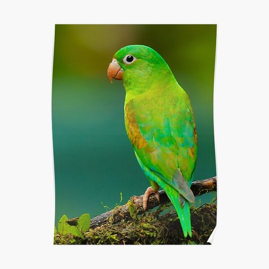 Discover Green Tropical Parrot Bird Premium Matte Vertical Poster