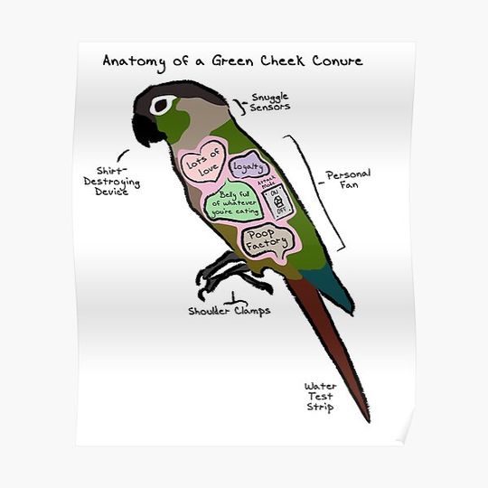 Discover Anatomy of a Green Cheek Conure Premium Matte Vertical Poster